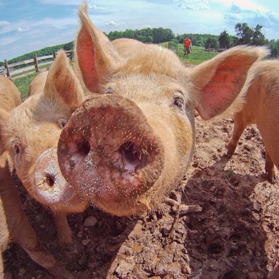 Pork Producer Getting Ready for Pig-Human Organ Transplants