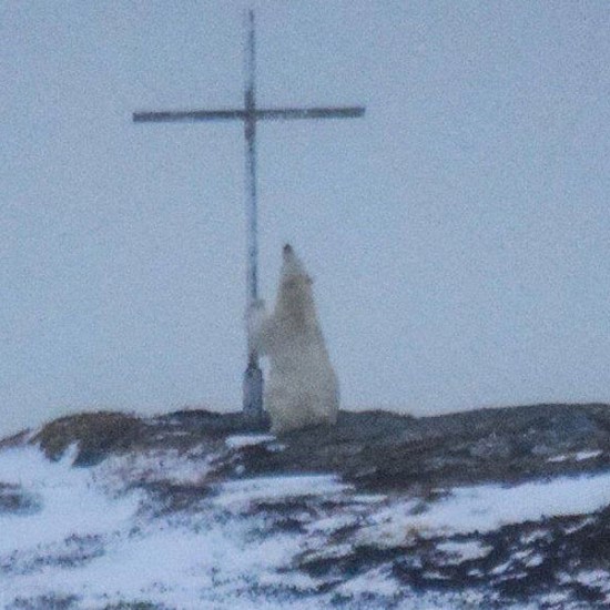 Polar Bear Mysteriously Prays at the Foot of a Cross
