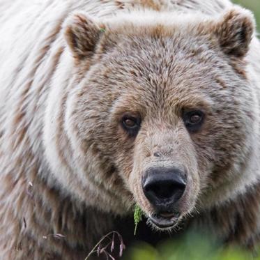 The Hungry, Hungry Bears