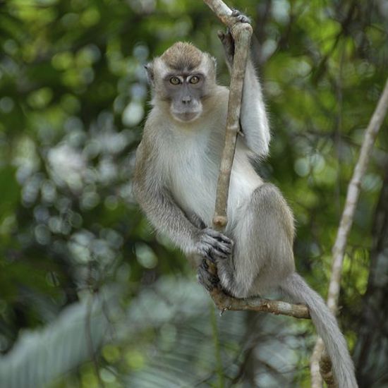 Monkeys Run an Extortion Racket at a Temple on Bali