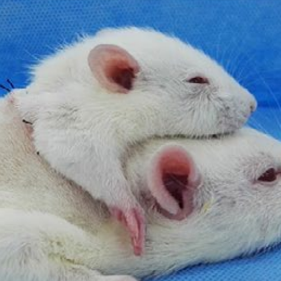 Doctors Continue Macabre Tradition of Creating Two-Headed Animals