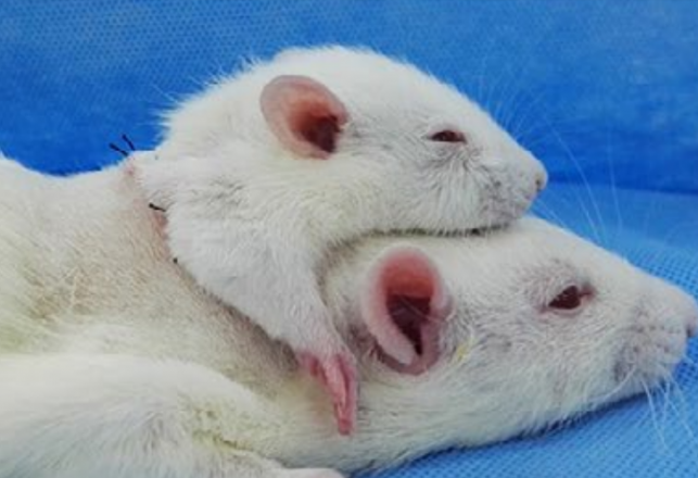 Doctors Continue Macabre Tradition of Creating Two-Headed Animals