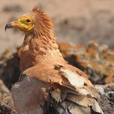 First Sighting of Wild Birds Wearing Mud as Makeup