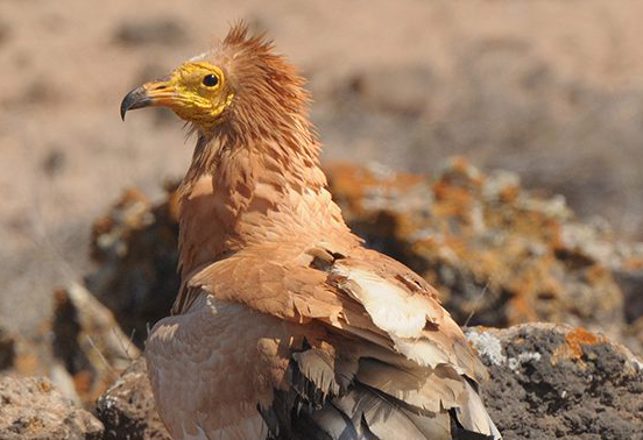 First Sighting of Wild Birds Wearing Mud as Makeup