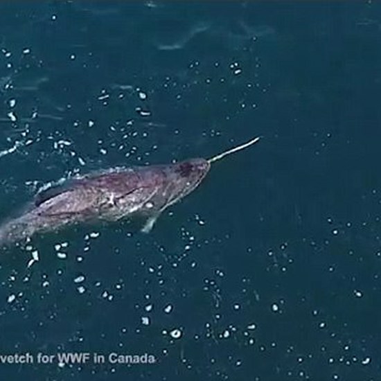 Mystery of the Narwhal Tusk Solved