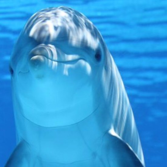 Humans Will Understand Dolphins by 2021
