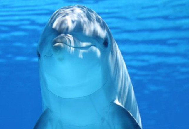 Humans Will Understand Dolphins by 2021