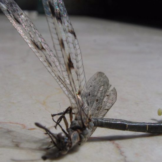 Female Dragonflies Fake Death to Avoid Sex