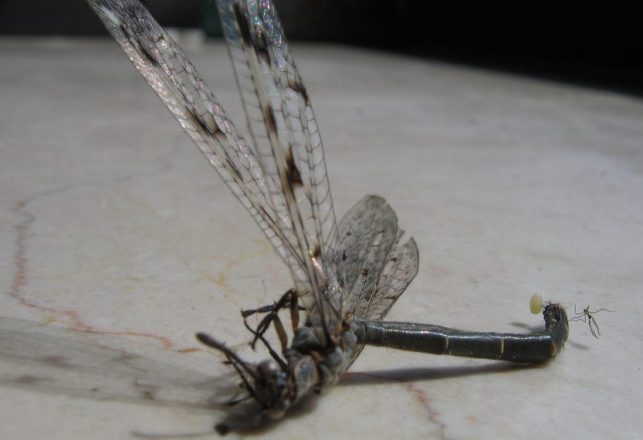 Female Dragonflies Fake Death to Avoid Sex