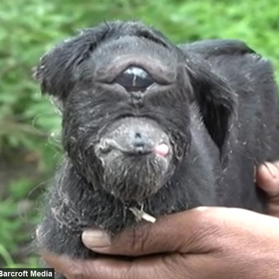 Cyclops Goat Alive and Well in India