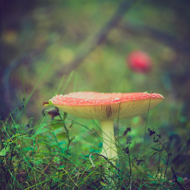 Magic Mushrooms May be the Safest Drug in the World