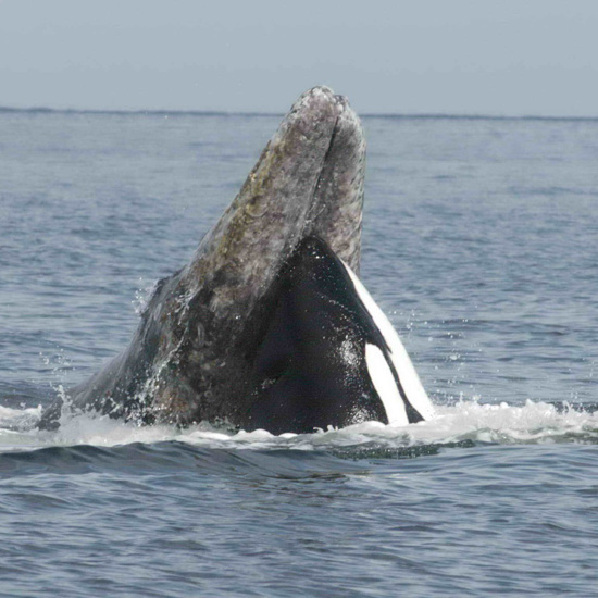 Killer Whales are on an Unprecedented Killing Spree