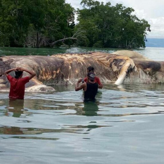 Huge Mysterious Sea Creature Found on Beach in Indonesia