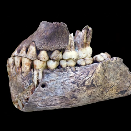 Archaeology Reveals Early Humans in Africa Had Some Unusual Neighbors