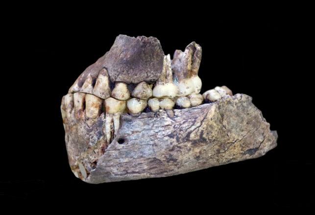 Archaeology Reveals Early Humans in Africa Had Some Unusual Neighbors