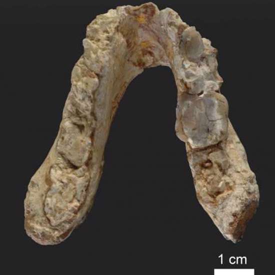 Oldest Human Ancestor Found in Europe, Not Africa