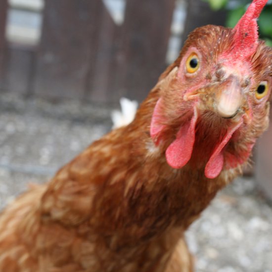 How Christianity Changed the Chicken
