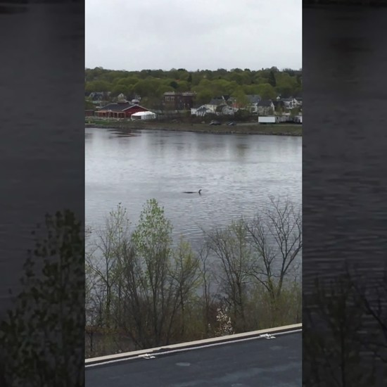 Video Shows What May Be Maine’s Penobscot River Monster