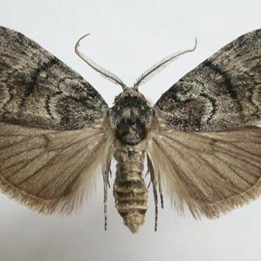 Female Moths Know How to Attract Males with Biggest Antennae