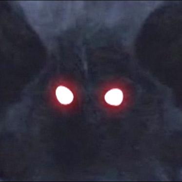 Mothman? Chupacabras? Or Something Else?