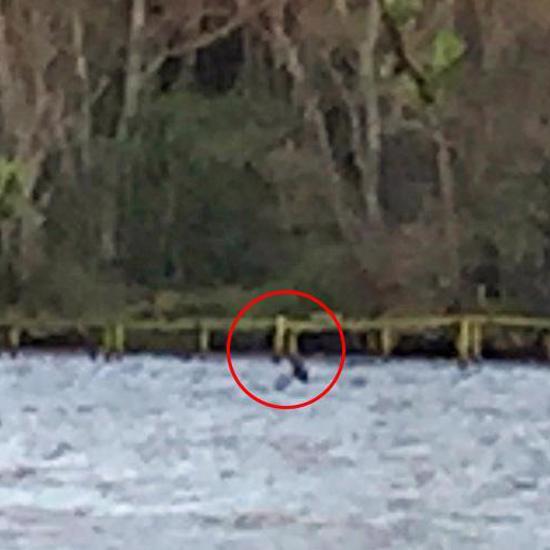 Nessie is Back! New Sighting is First in Nine Months