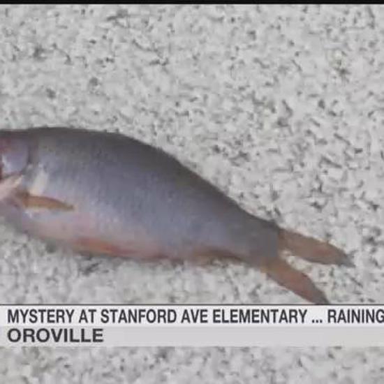 Mysterious Rain of Fish Falls in Oroville, California