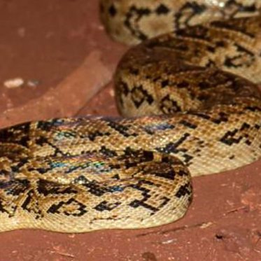 Watch Out, Indiana Jones: These Snakes Hunt in Packs