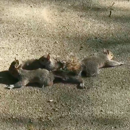 Rare Four-Headed Squirrel King Found in Maine