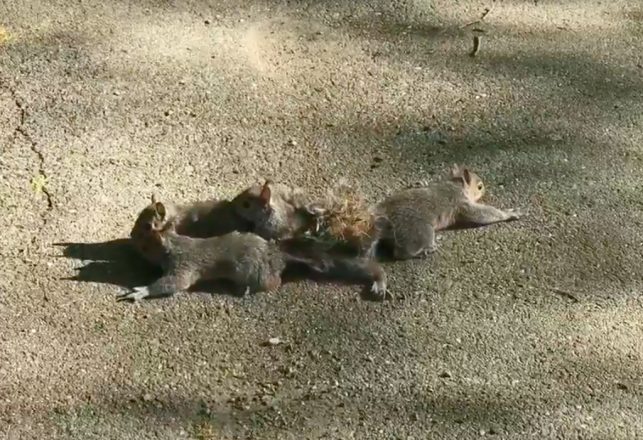 Rare Four-Headed Squirrel King Found in Maine