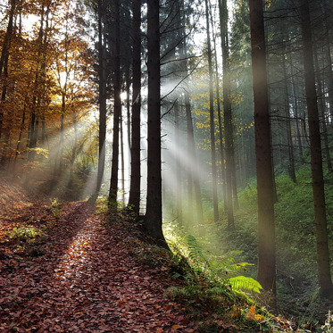 America’s Trees Are Mysteriously Migrating West