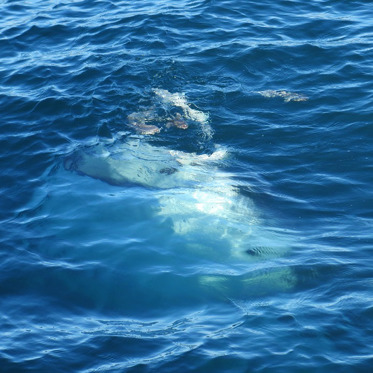 The Mystery of the Gambian Sea Monster: Dolphin, Whale, or Something Else?