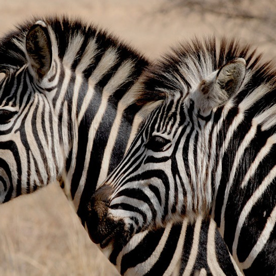 Human Brains May Not Be Aligned Right to Handle Stripes