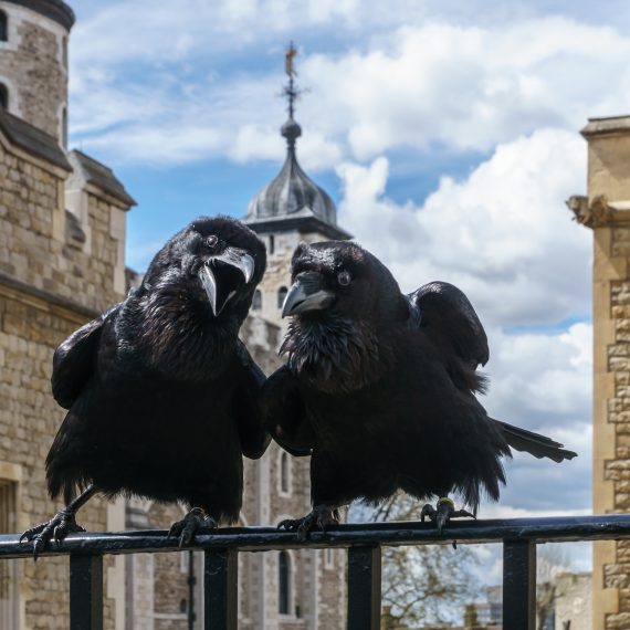 Jubilee and Munin Ravens Tower of London 2016 04 30 570x570