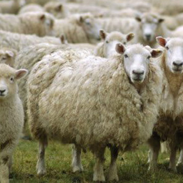 Scientist Tries Using Sheep to Predict Earthquakes