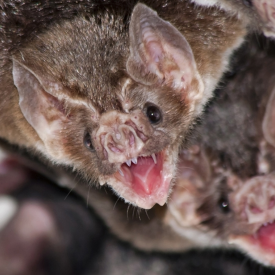 Vampire Bats Are Killing Humans and Drinking Their Blood