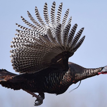 Let’s Bring Back the Giant Flying Turkeys!