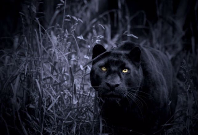 Huge Unidentified Cats Are Terrifying English Towns