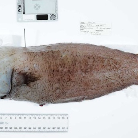 Faceless Fish Found in Australia’s Eastern Abyss