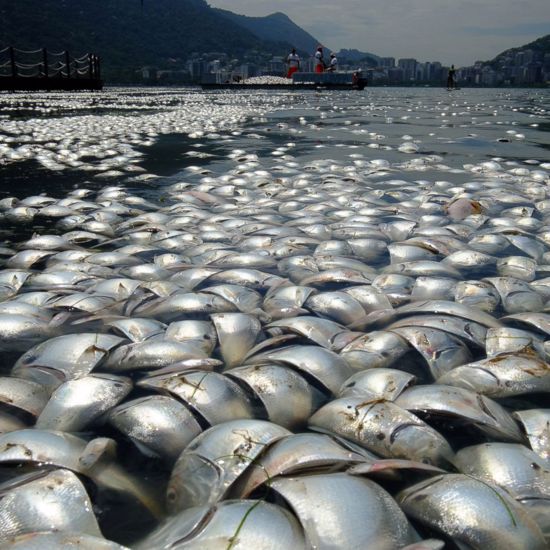 Unexplained Mass Fish Suicide Caught on Camera in China