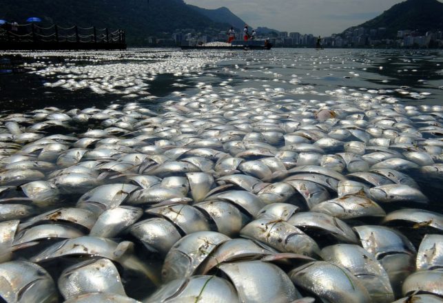 Unexplained Mass Fish Suicide Caught on Camera in China