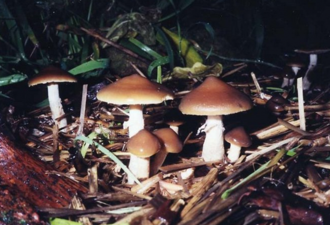 Science and Psychedelics: Maybe It’s Time to Warm Up to the Study Hallucinogens