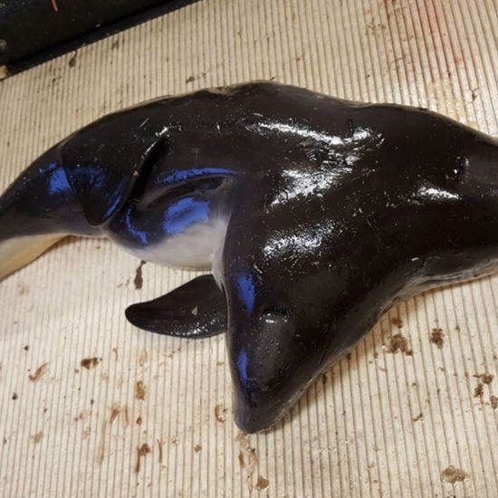 Fisherman Catch and Release World’s First Two-Headed Porpoise