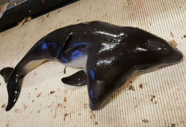 Fisherman Catch and Release World’s First Two-Headed Porpoise