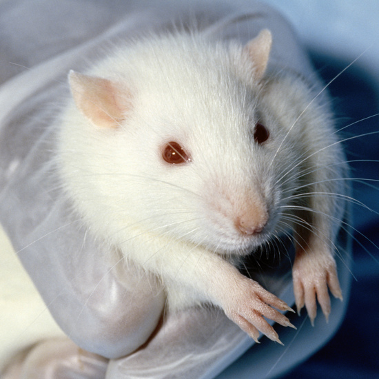 Head Transplant Doc Announces Success With Rats