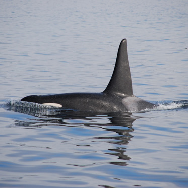 Orcas Are Increasing Their Attacks on Alaskan Fishing Boats