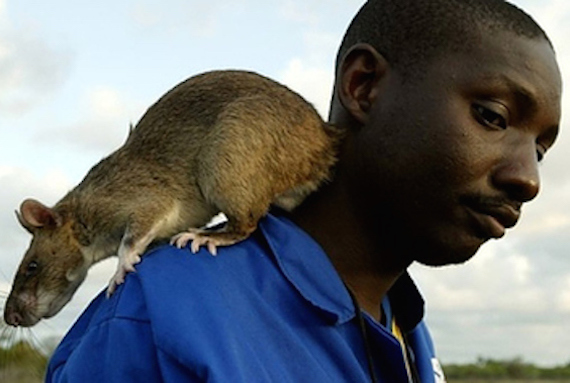 14 horrifying photos of gambian pouched rats 1 16946 1332865256 7 big