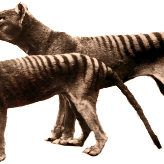 Tasmanian Tiger May Have Been Caught on Video
