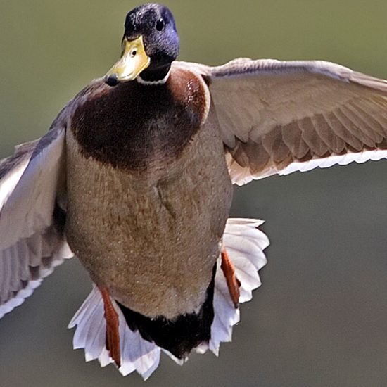 Killer Ducks Seen Eating Other Birds For The First Time