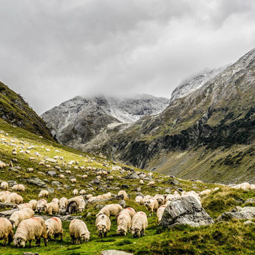 Hundreds of Sheep Commit Suicide to Avoid One Bear