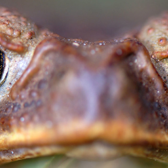 Weed Killer is Turning Australia’s Cane Toads into Monsters